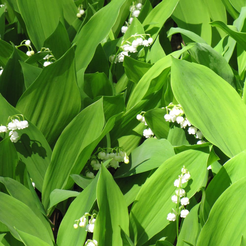 NetPS Plant Finder (www.netpsplantfinder.com)