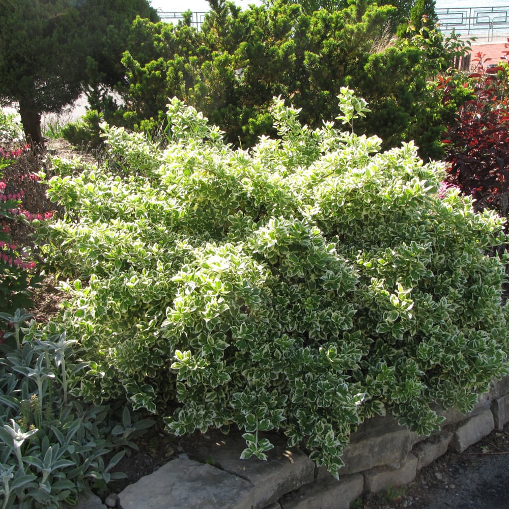 NetPS Plant Finder (www.netpsplantfinder.com)