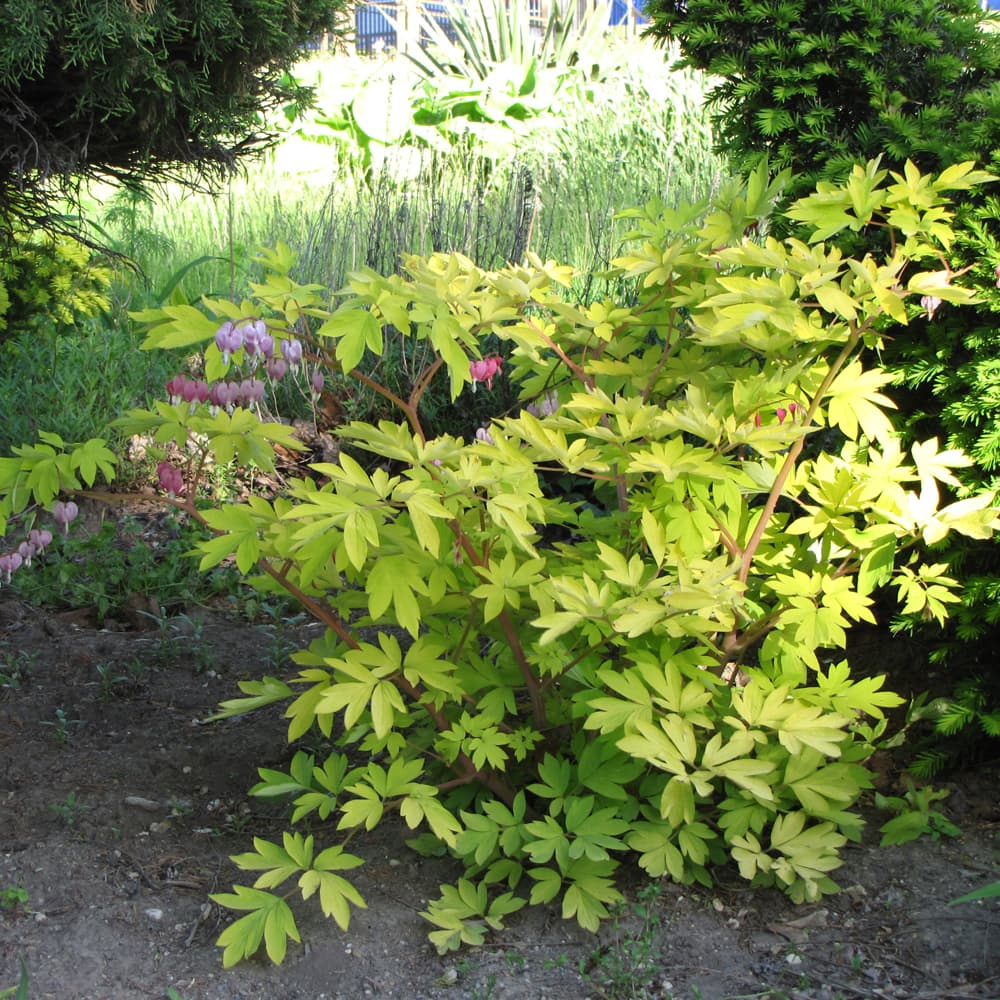 NetPS Plant Finder (www.netpsplantfinder.com)