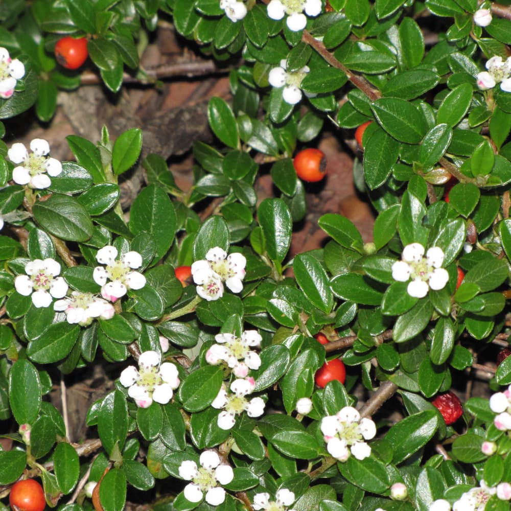 NetPS Plant Finder (www.netpsplantfinder.com)