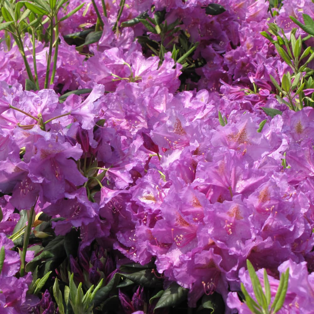 NetPS Plant Finder (www.netpsplantfinder.com)