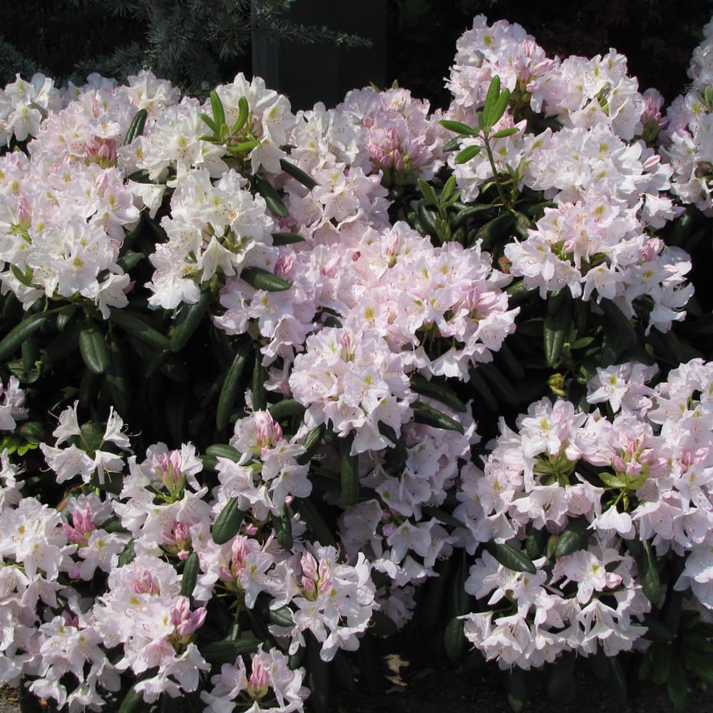 NetPS Plant Finder (www.netpsplantfinder.com)