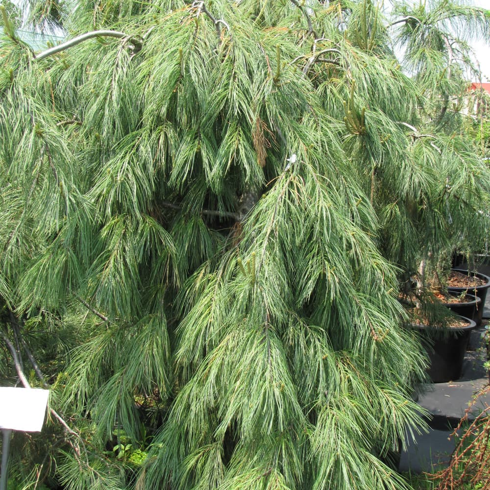 NetPS Plant Finder (www.netpsplantfinder.com)