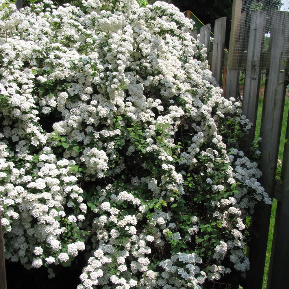 NetPS Plant Finder (www.netpsplantfinder.com)