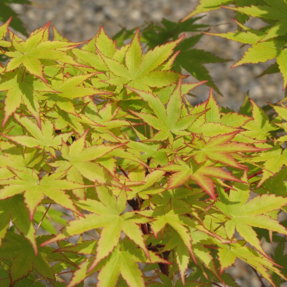 NetPS Plant Finder (www.netpsplantfinder.com)