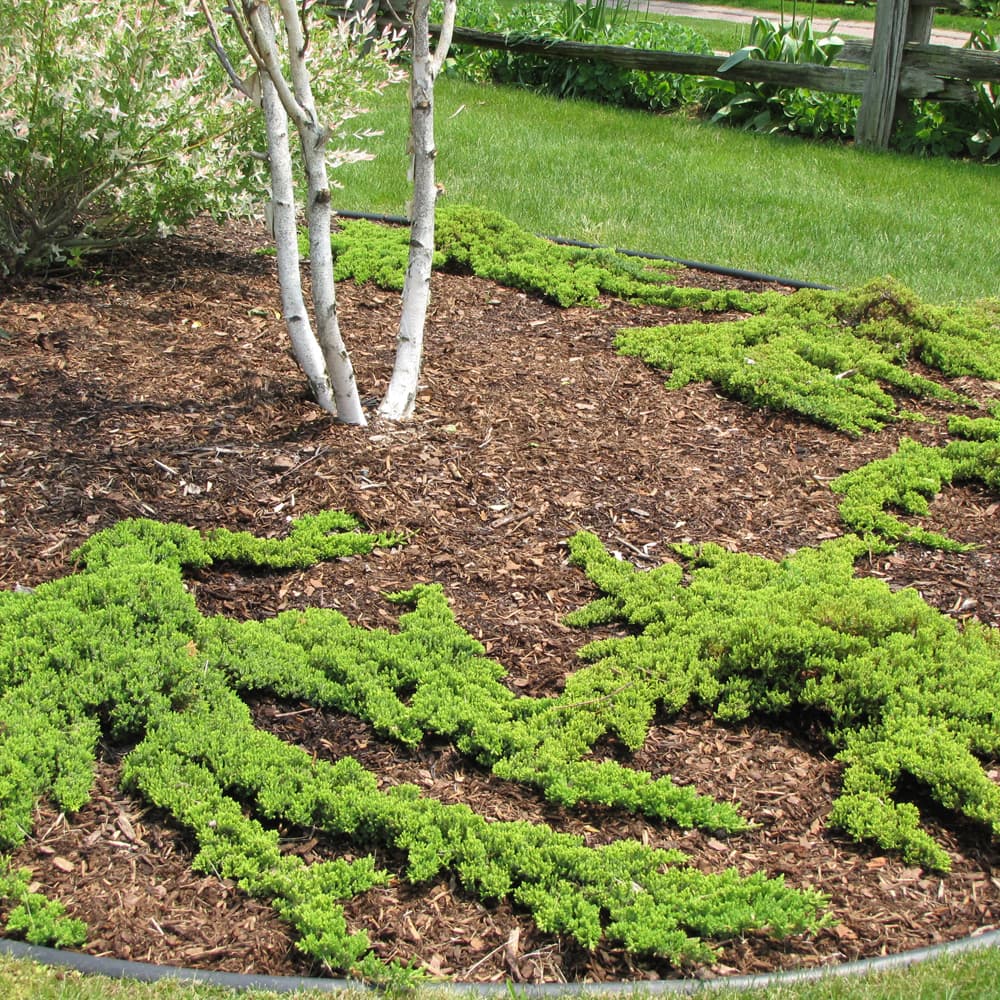 NetPS Plant Finder (www.netpsplantfinder.com)