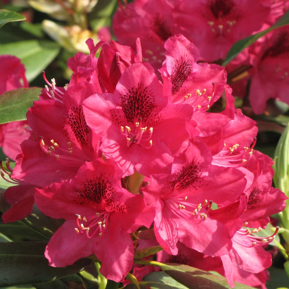 NetPS Plant Finder (www.netpsplantfinder.com)