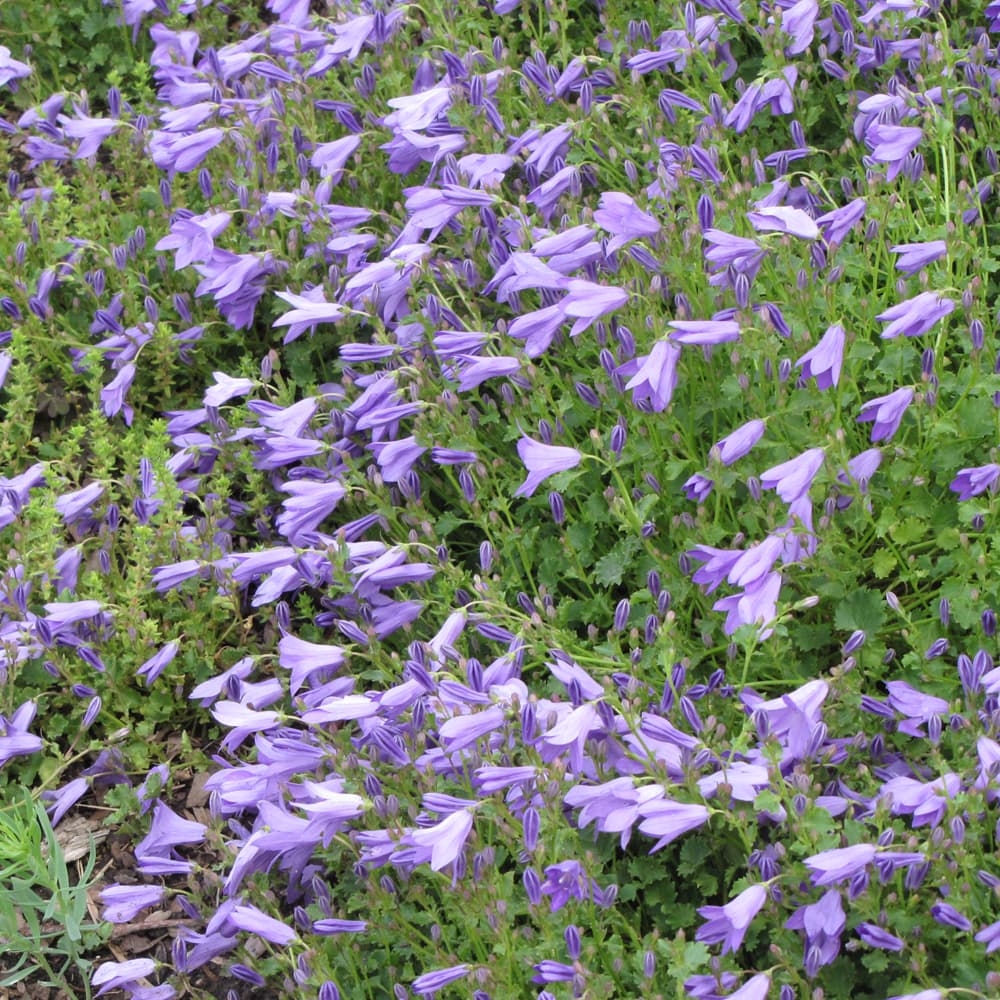 NetPS Plant Finder (www.netpsplantfinder.com)