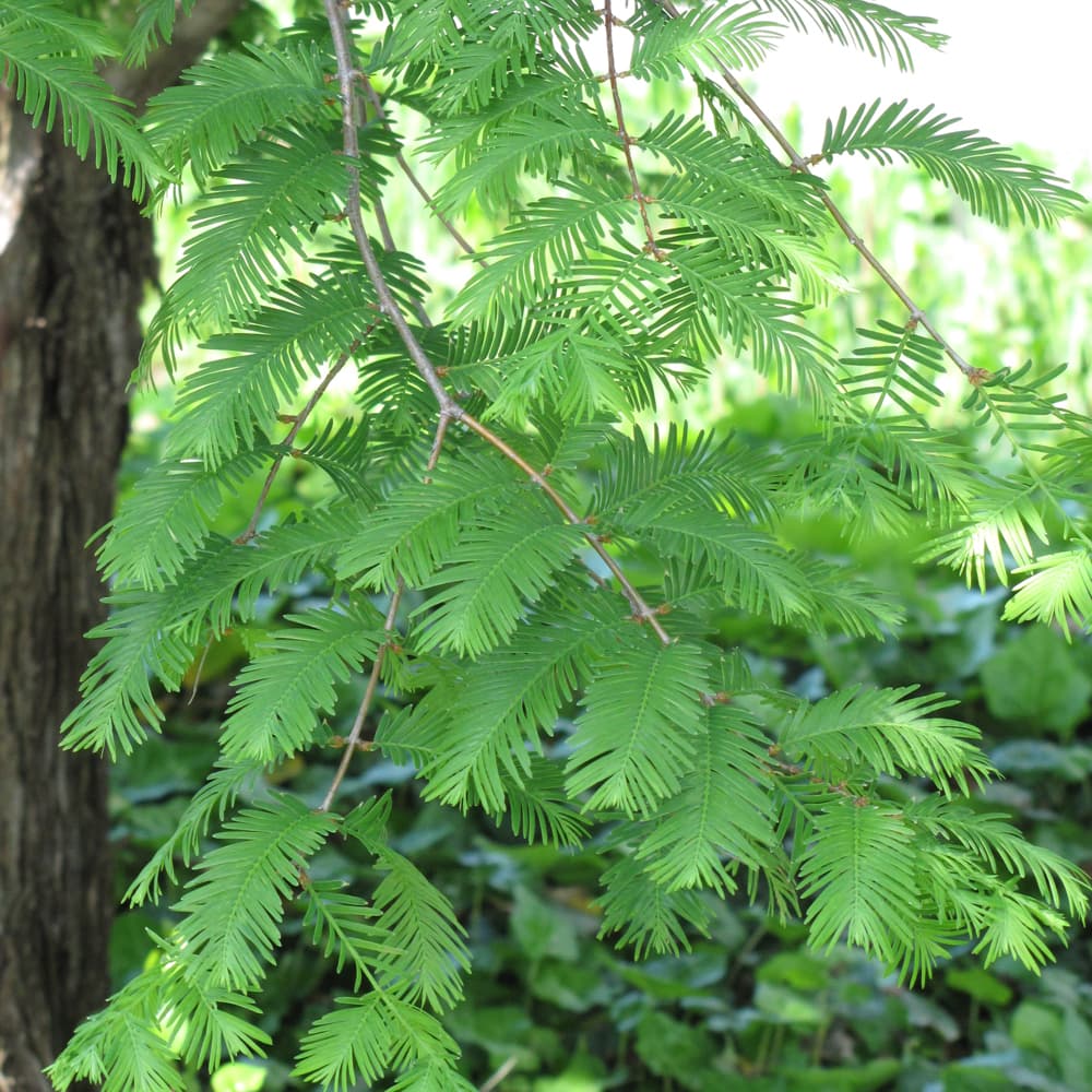 NetPS Plant Finder (www.netpsplantfinder.com)