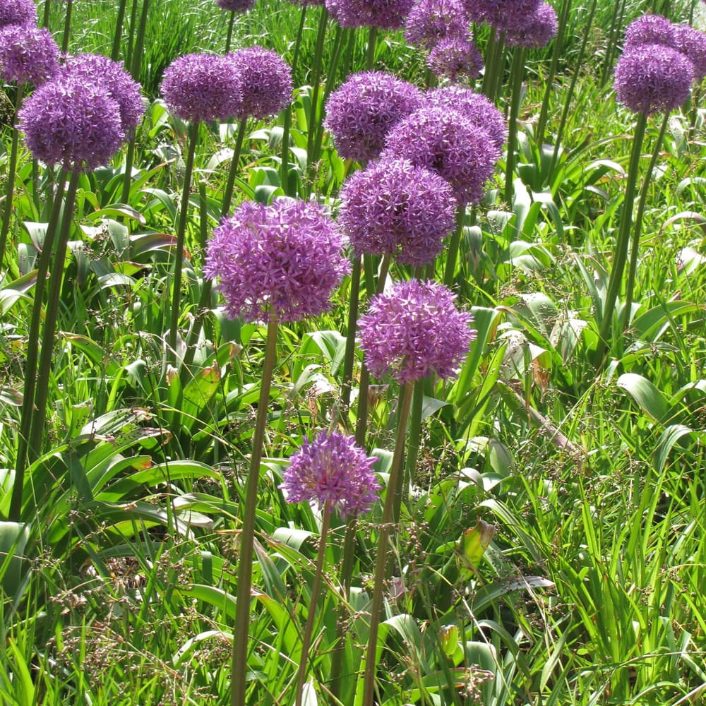 NetPS Plant Finder (www.netpsplantfinder.com)