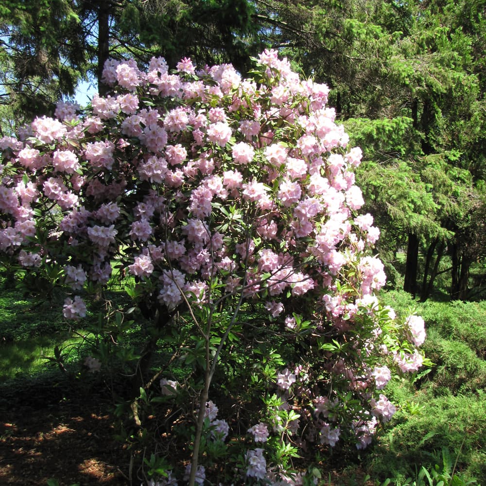 NetPS Plant Finder (www.netpsplantfinder.com)