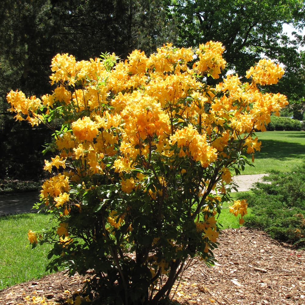 NetPS Plant Finder (www.netpsplantfinder.com)