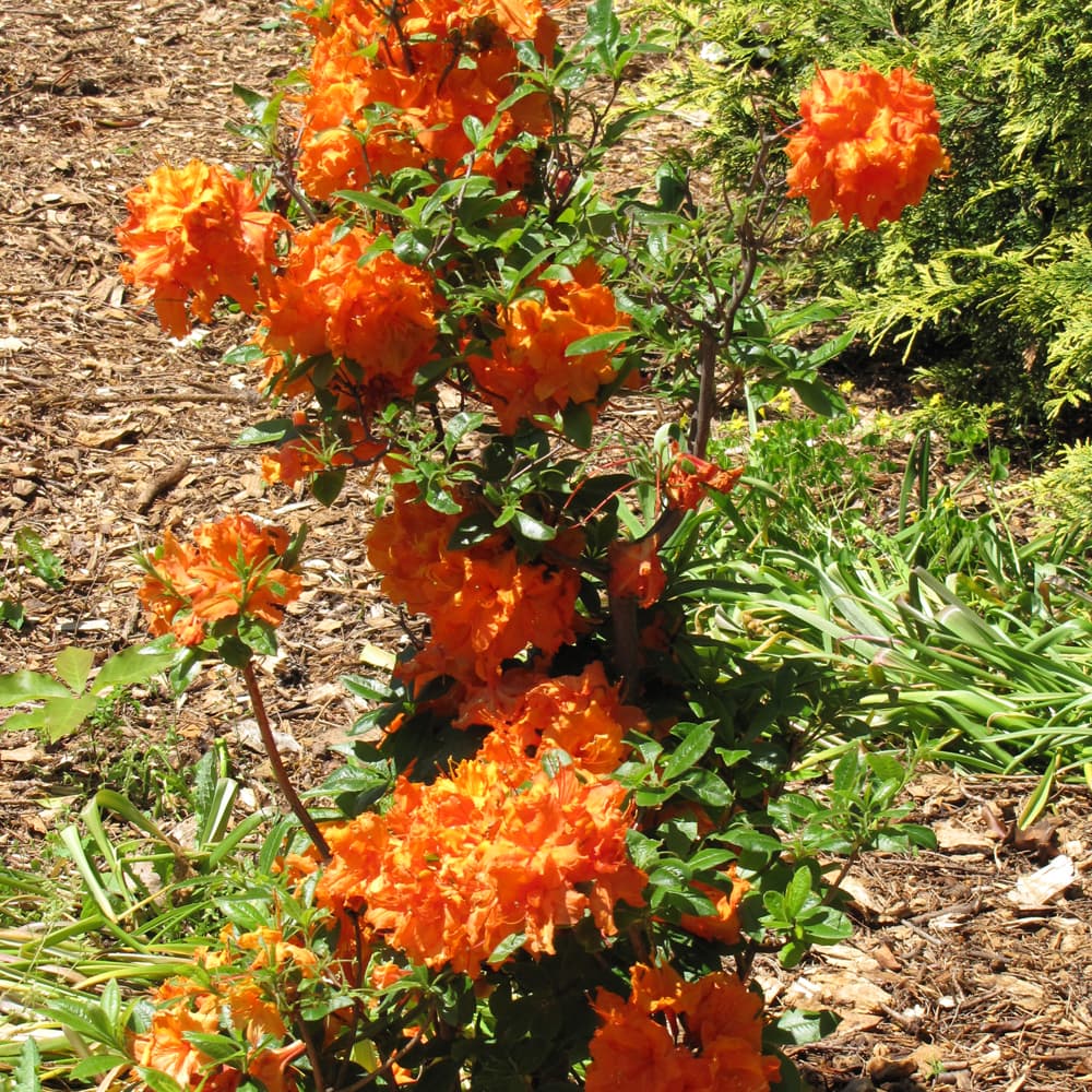 NetPS Plant Finder (www.netpsplantfinder.com)