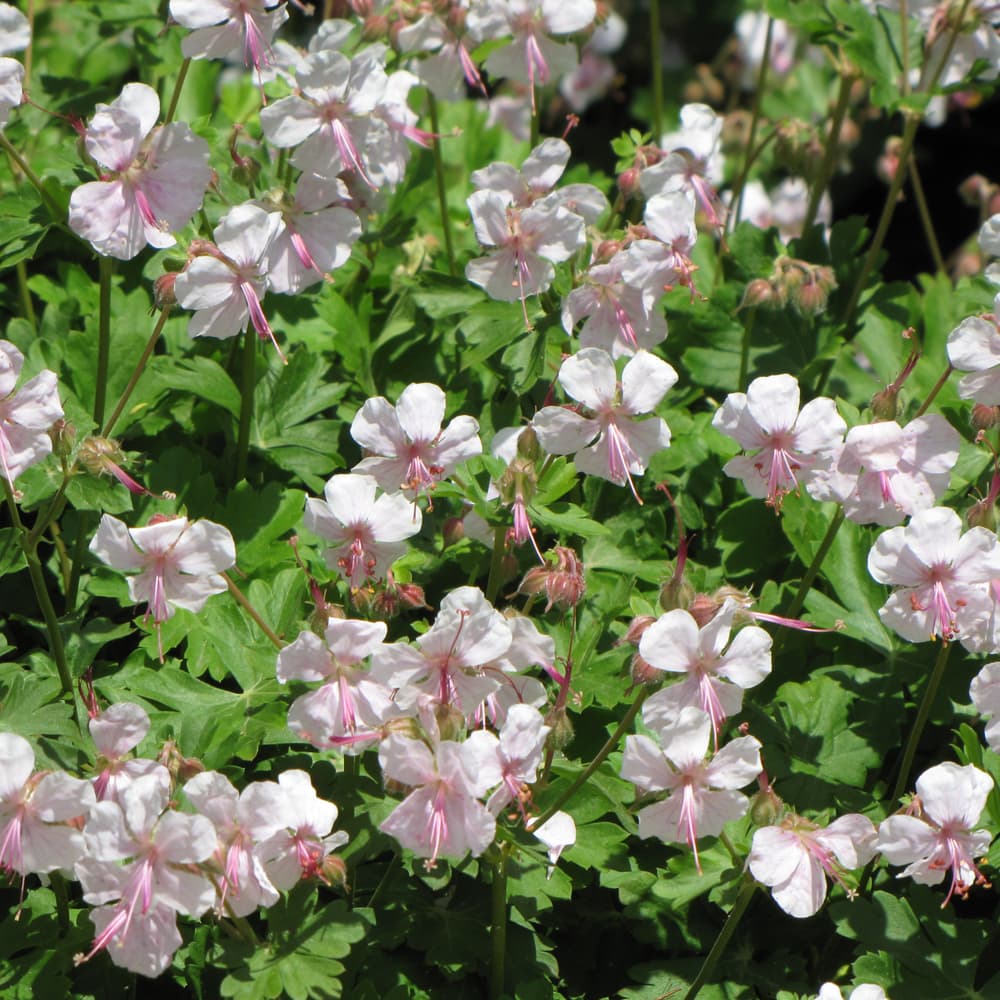NetPS Plant Finder (www.netpsplantfinder.com)