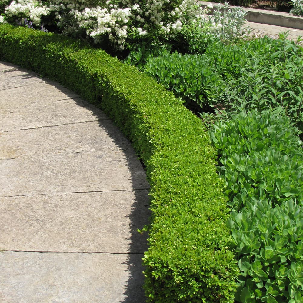 NetPS Plant Finder (www.netpsplantfinder.com)