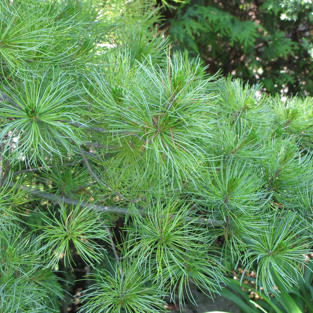 NetPS Plant Finder (www.netpsplantfinder.com)