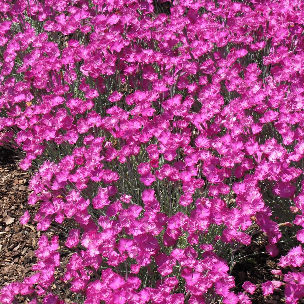 NetPS Plant Finder (www.netpsplantfinder.com)