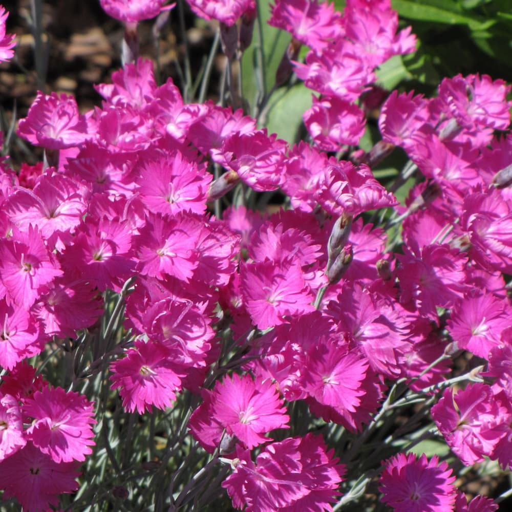 NetPS Plant Finder (www.netpsplantfinder.com)