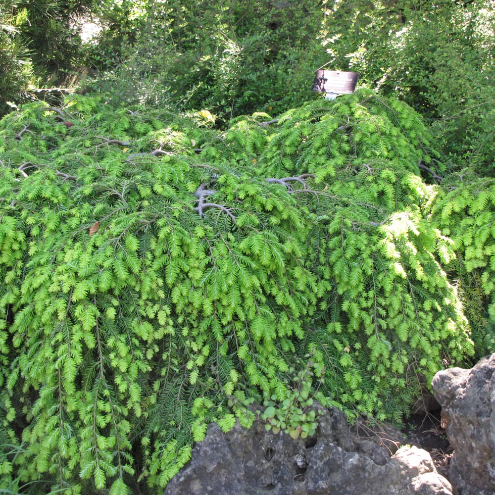 NetPS Plant Finder (www.netpsplantfinder.com)