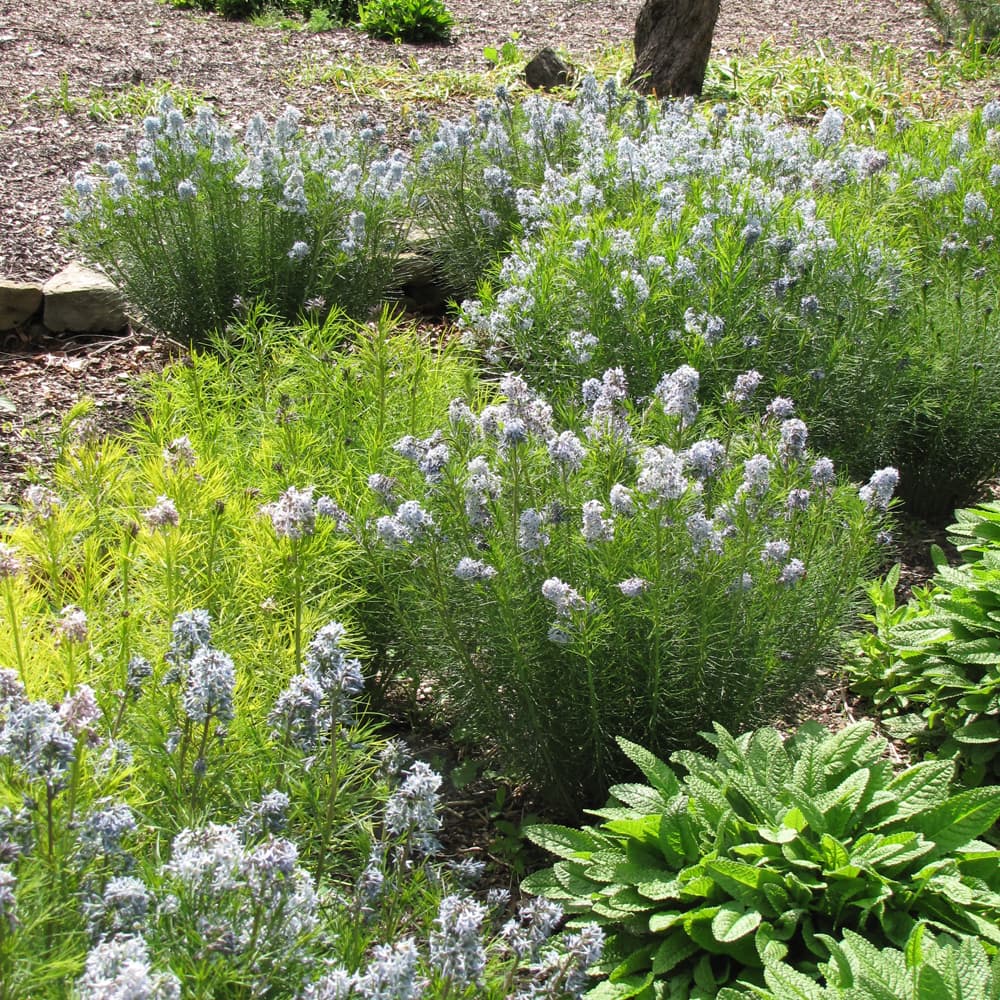 NetPS Plant Finder (www.netpsplantfinder.com)