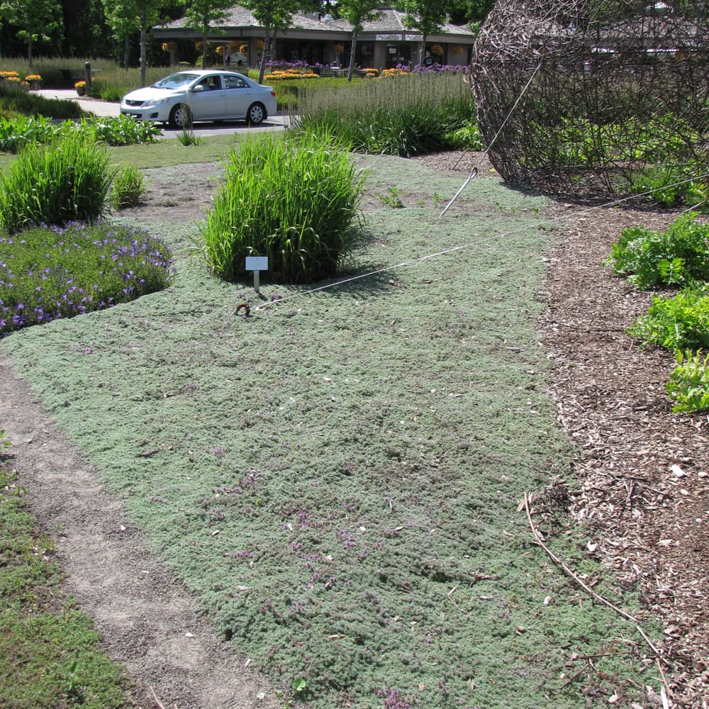 NetPS Plant Finder (www.netpsplantfinder.com)