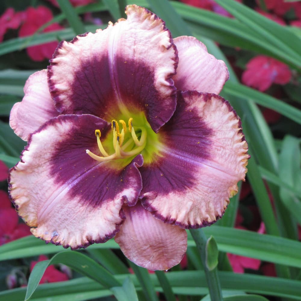NetPS Plant Finder (www.netpsplantfinder.com)