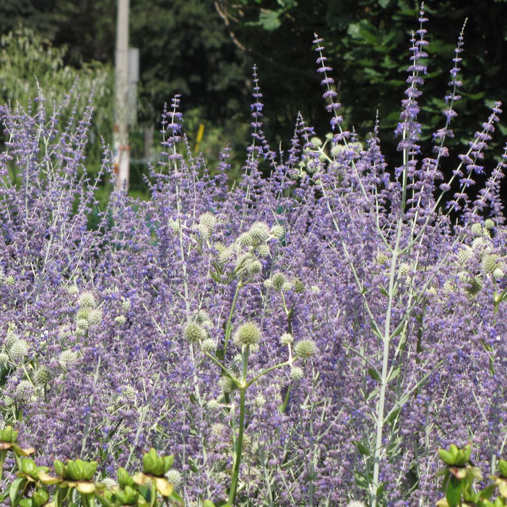 NetPS Plant Finder (www.netpsplantfinder.com)