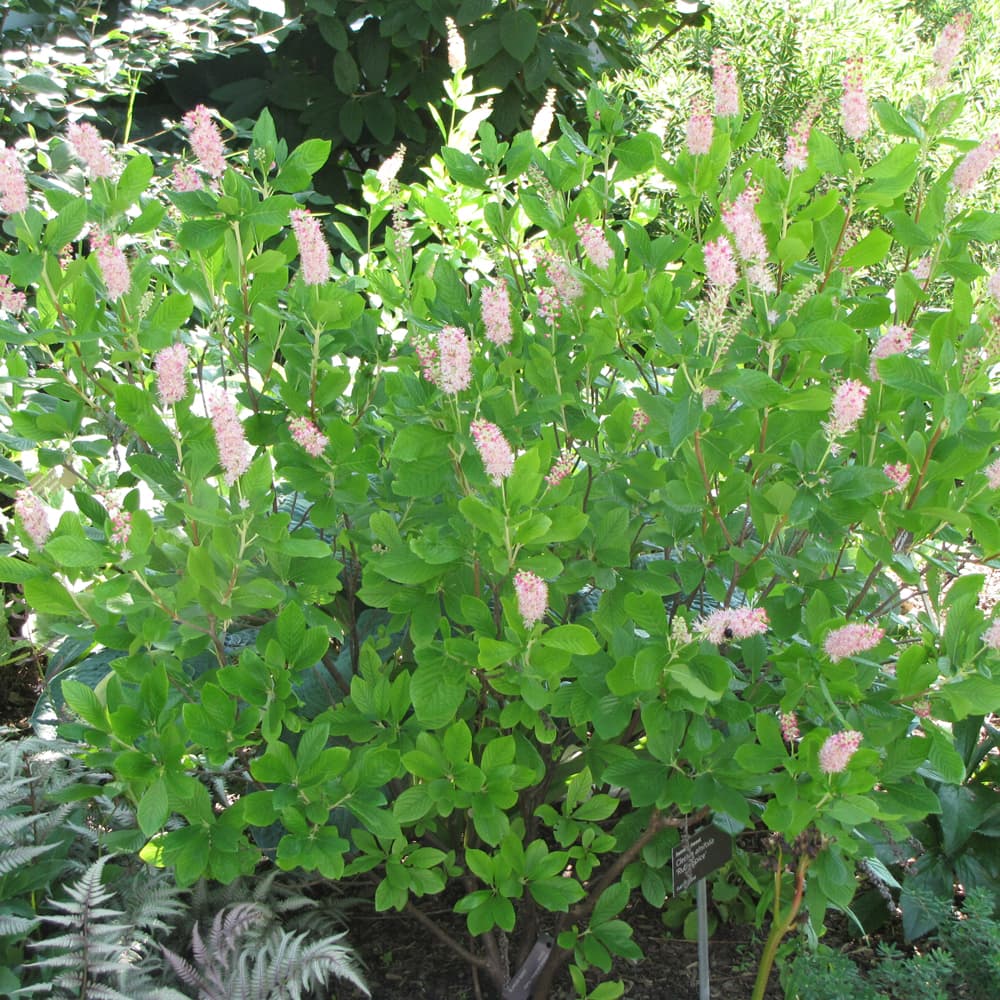 NetPS Plant Finder (www.netpsplantfinder.com)