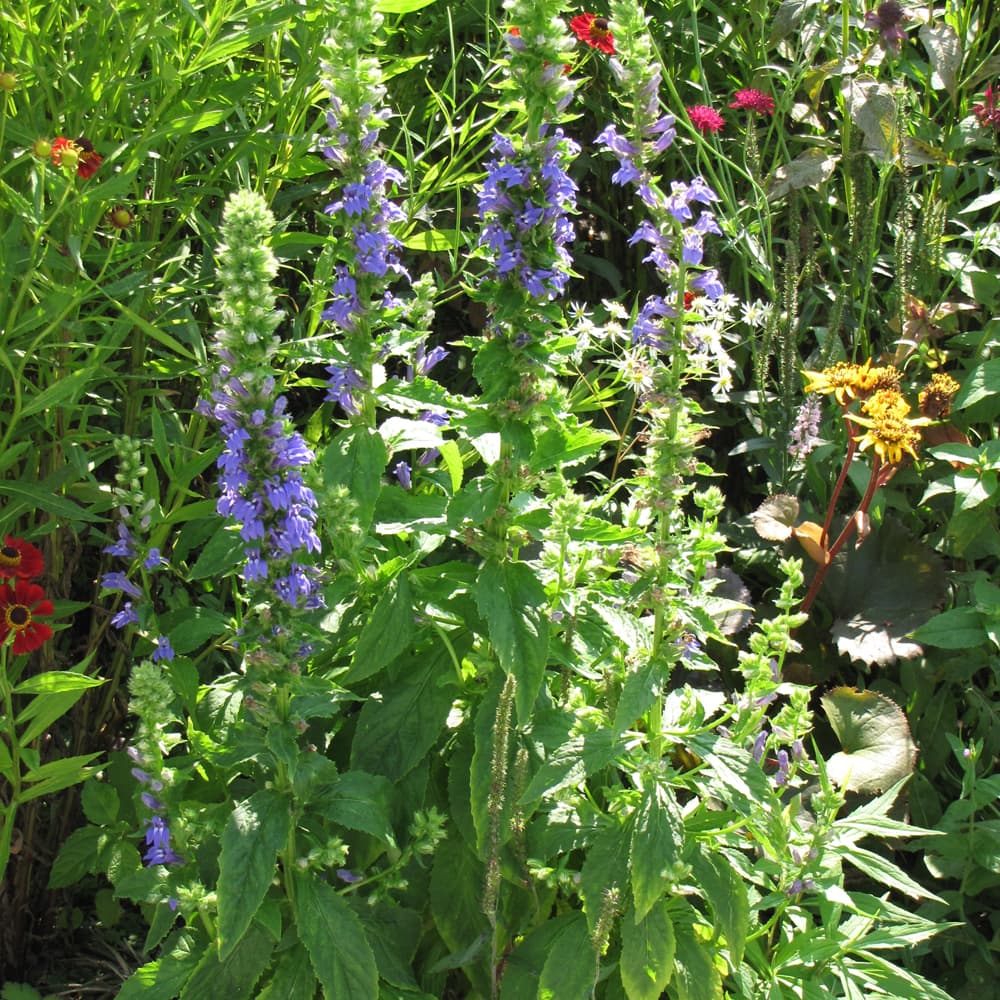 NetPS Plant Finder (www.netpsplantfinder.com)
