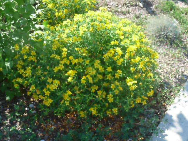 NetPS Plant Finder (www.netpsplantfinder.com)