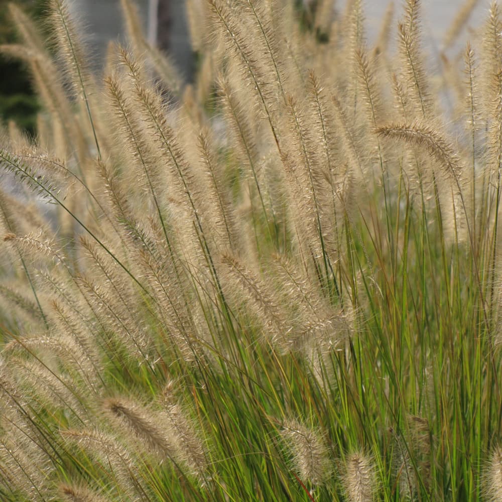 NetPS Plant Finder (www.netpsplantfinder.com)