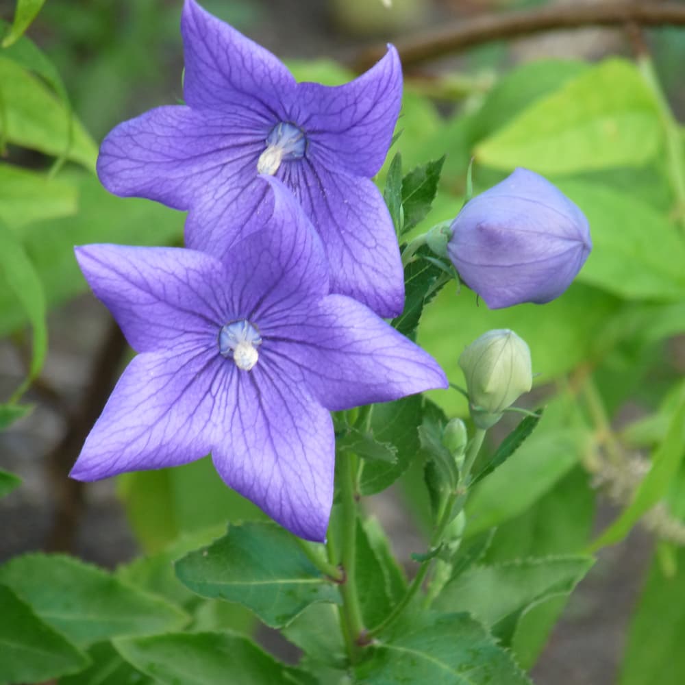 Balloon Flower Popstar Blue