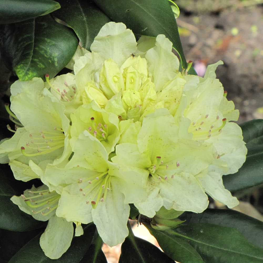 NetPS Plant Finder (www.netpsplantfinder.com)