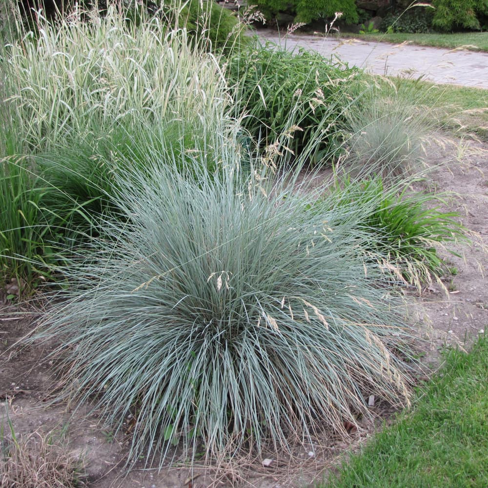 Blue Oat Grass