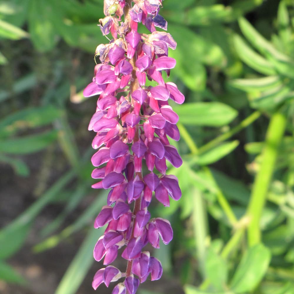 NetPS Plant Finder (www.netpsplantfinder.com)