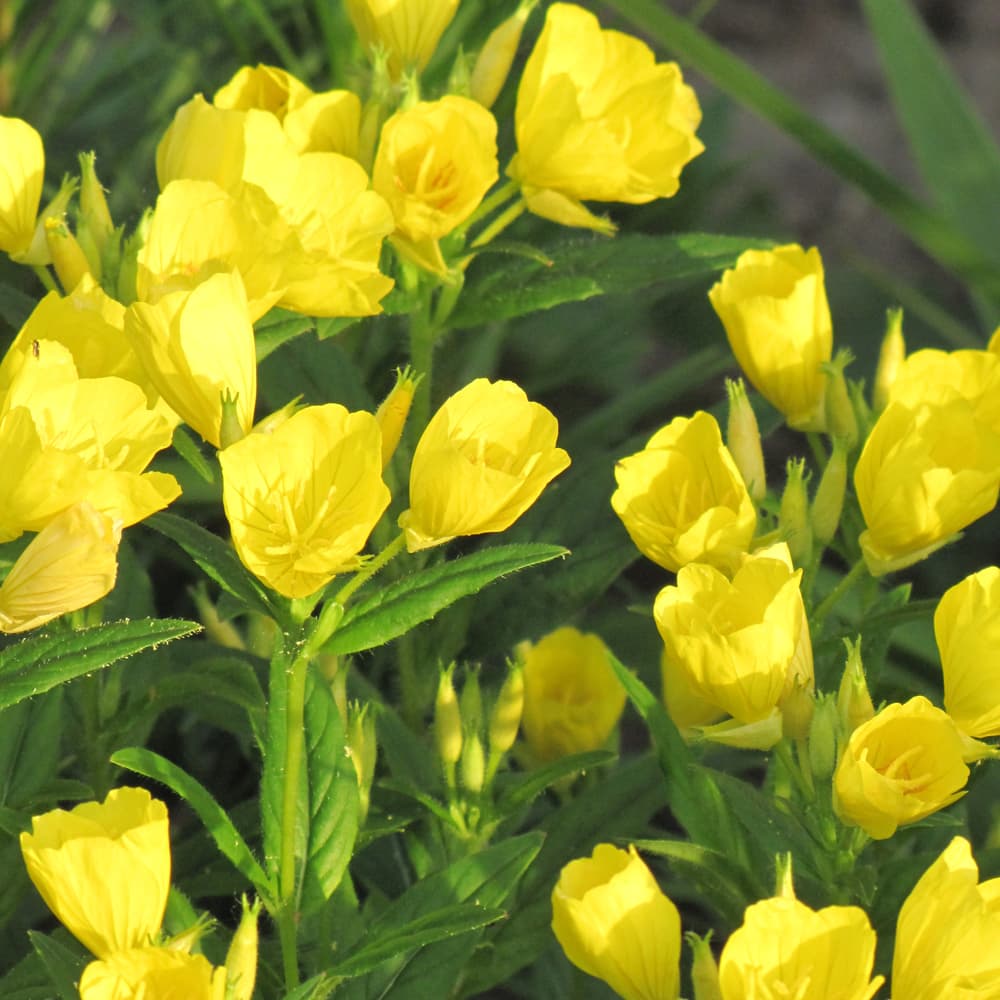 NetPS Plant Finder (www.netpsplantfinder.com)