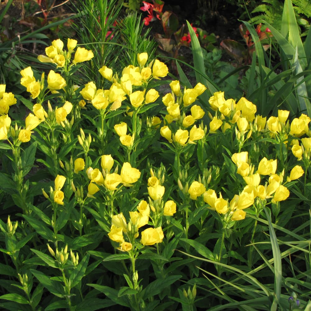 NetPS Plant Finder (www.netpsplantfinder.com)