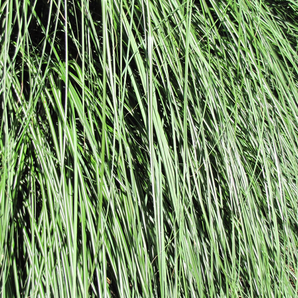 NetPS Plant Finder (www.netpsplantfinder.com)