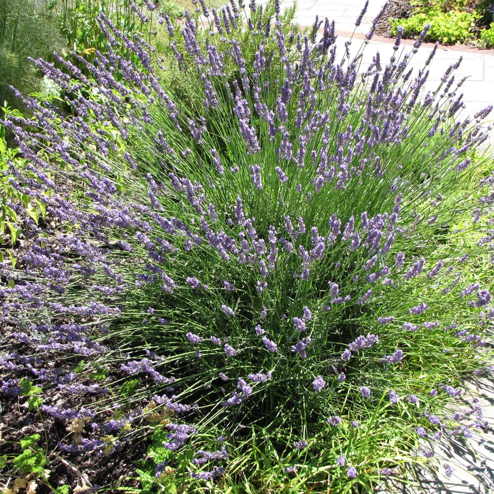 NetPS Plant Finder (www.netpsplantfinder.com)