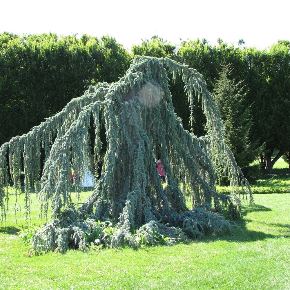 NetPS Plant Finder (www.netpsplantfinder.com)