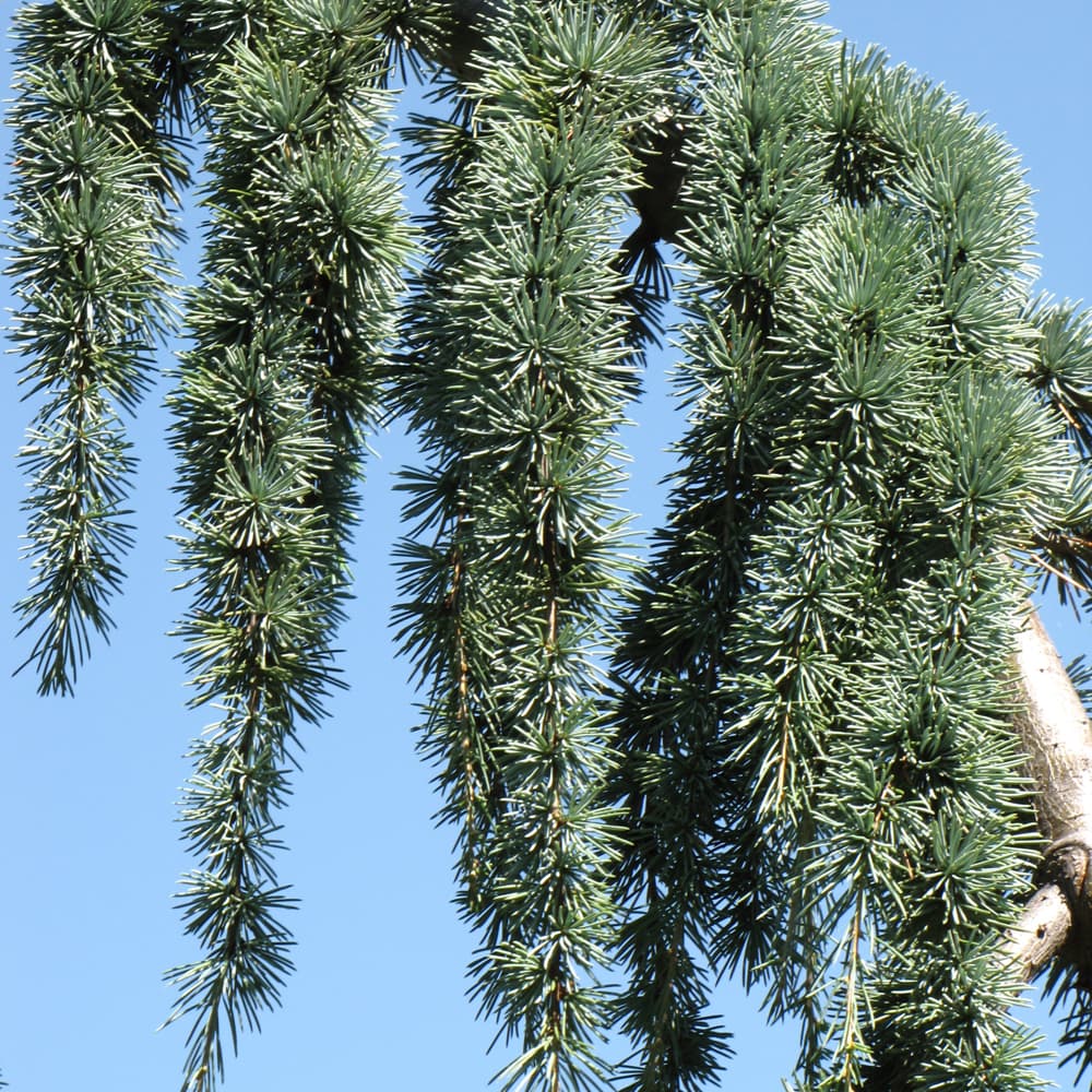 Cedar Weeping Blue Atlas