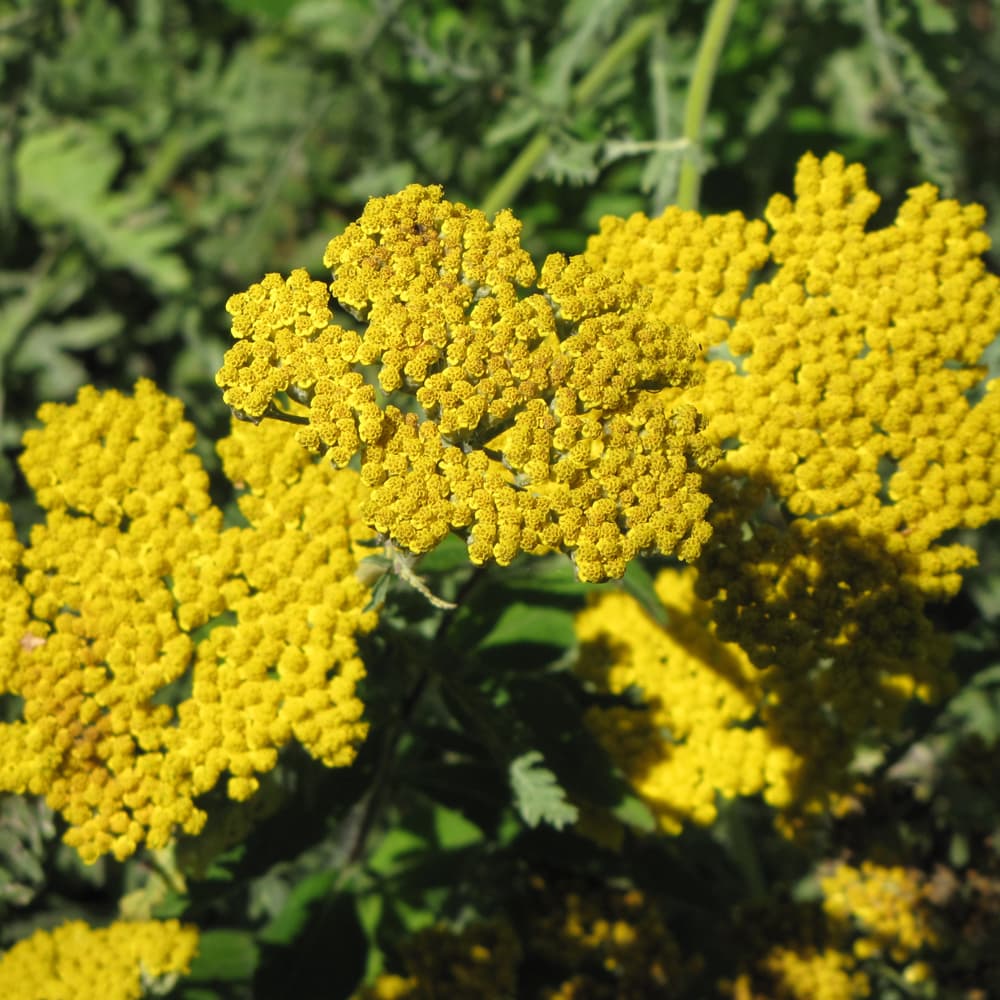 NetPS Plant Finder (www.netpsplantfinder.com)