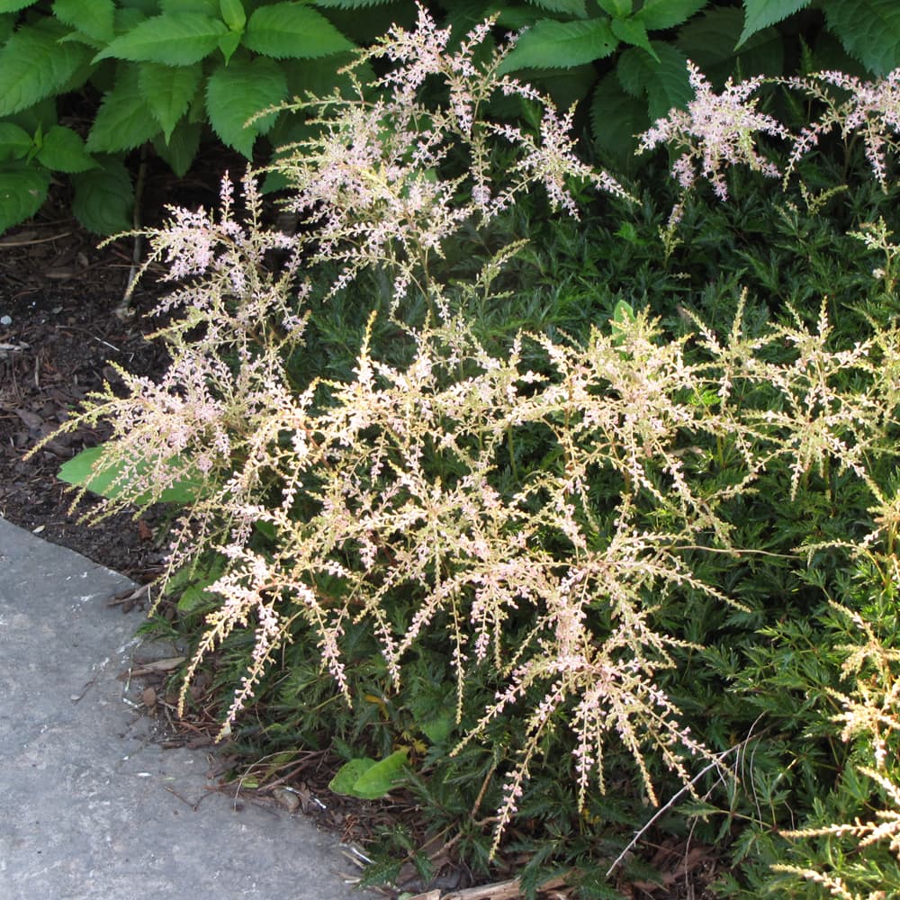 Astilbe Sprite
