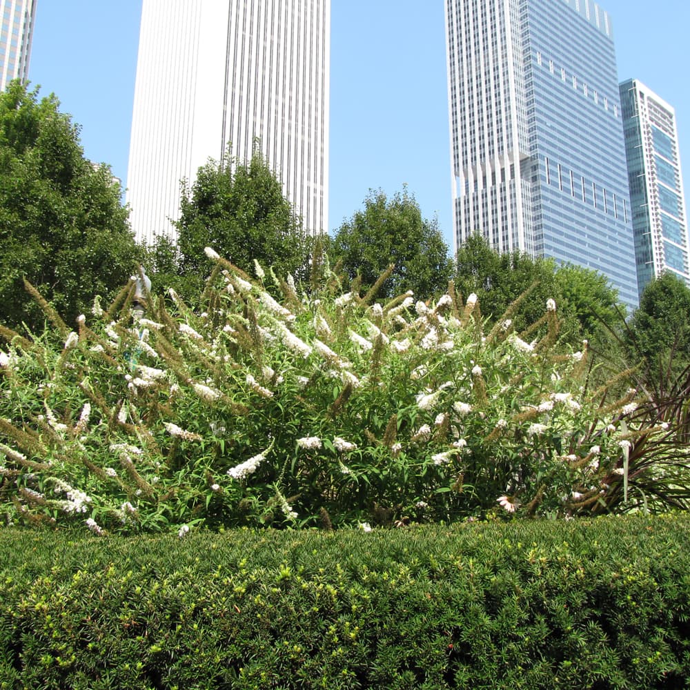 NetPS Plant Finder (www.netpsplantfinder.com)