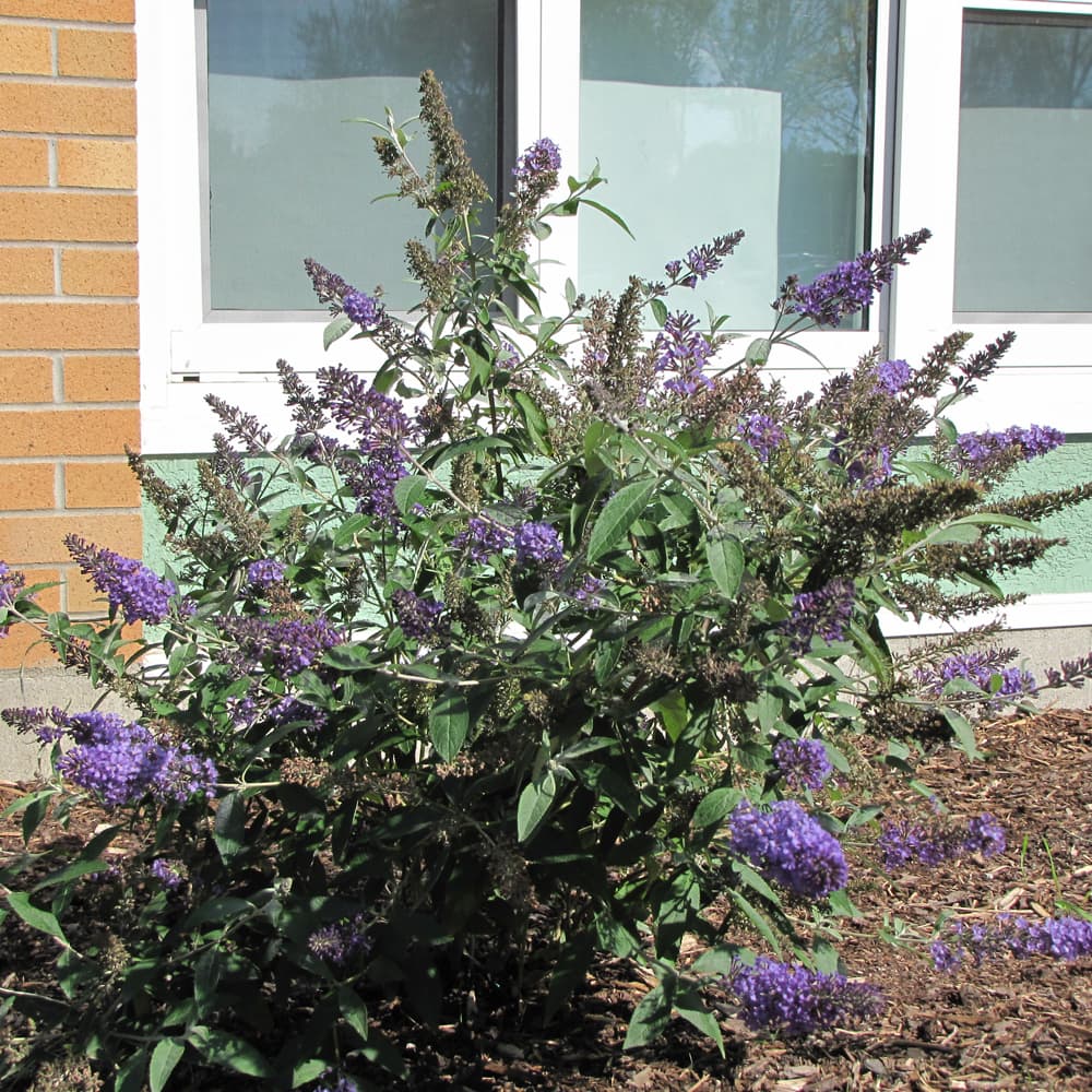 NetPS Plant Finder (www.netpsplantfinder.com)