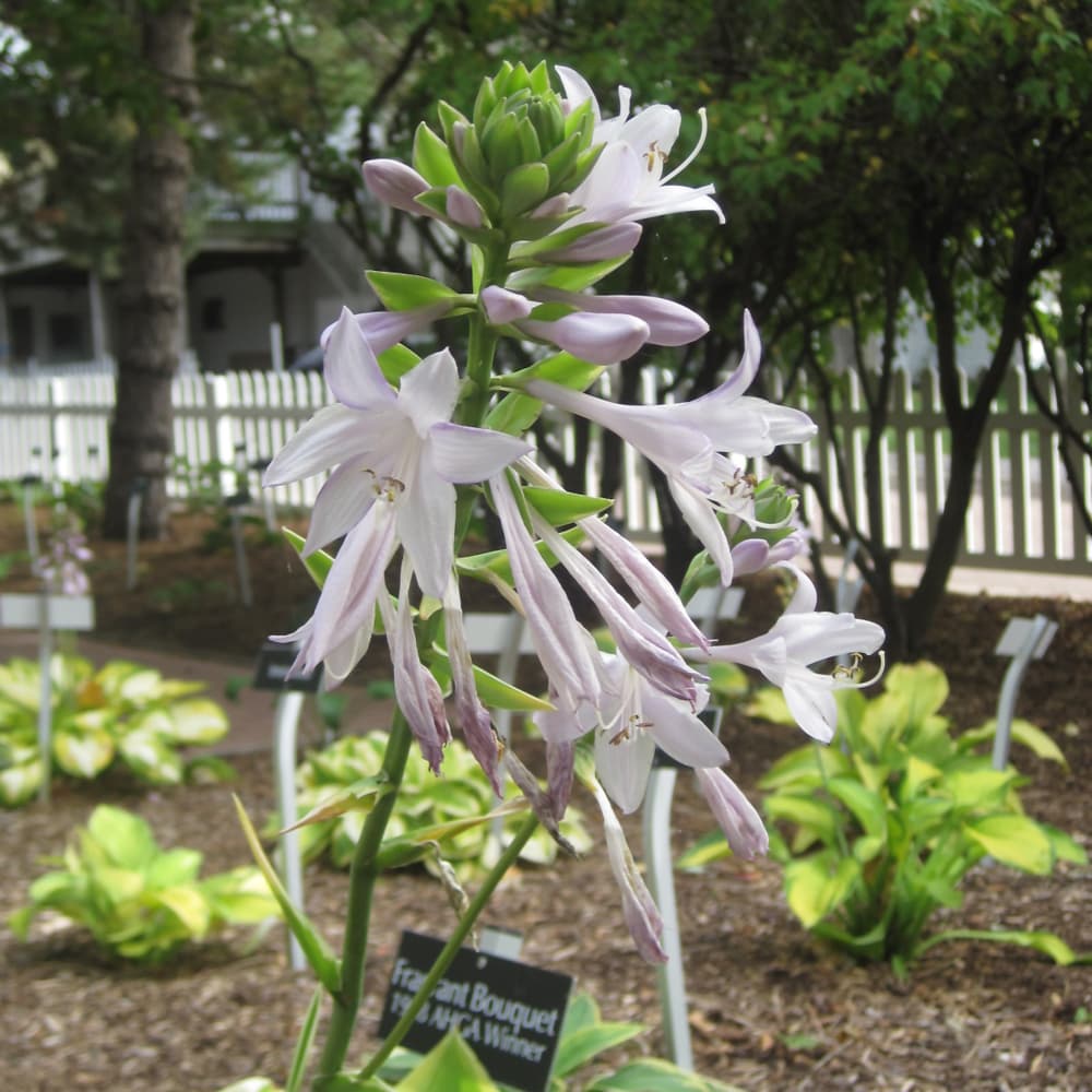 NetPS Plant Finder (www.netpsplantfinder.com)