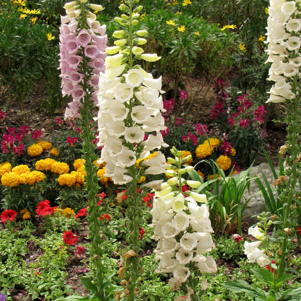 NetPS Plant Finder (www.netpsplantfinder.com)