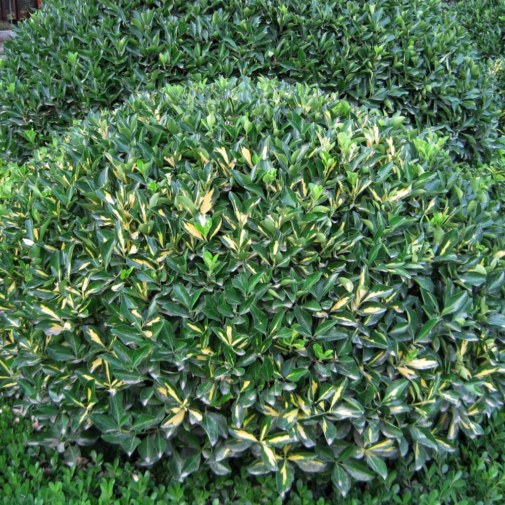 NetPS Plant Finder (www.netpsplantfinder.com)