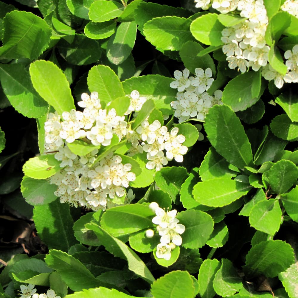 NetPS Plant Finder (www.netpsplantfinder.com)