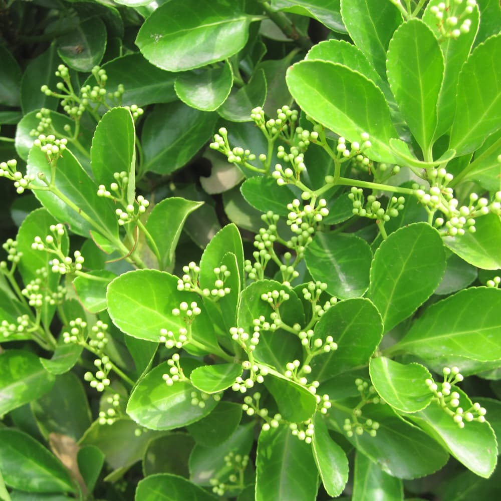 NetPS Plant Finder (www.netpsplantfinder.com)